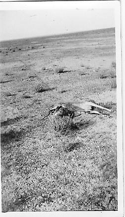 deer001
